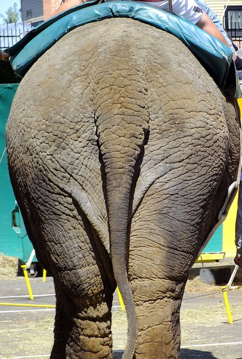 Asian ass rear view pity Matchless topic Asian ass rear view commit error